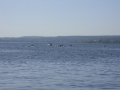 sdc10768