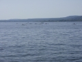 sdc10812