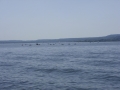 sdc10850